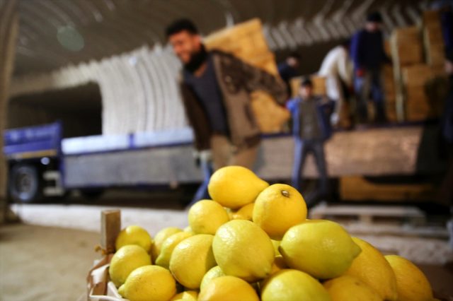 Limon ağacı bulunmayan beldeden yılda 4 milyon sandık limon pazara sürülüyor
