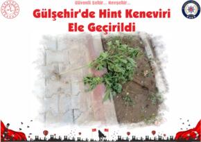 Gülşehir’de Hint Keneviri Ele Geçirildi