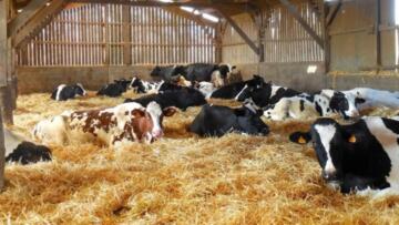 Hayvancılık desteklemeleri açıklandı