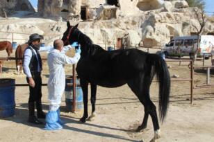 İlk defa mikroçip takılmaya başlandı