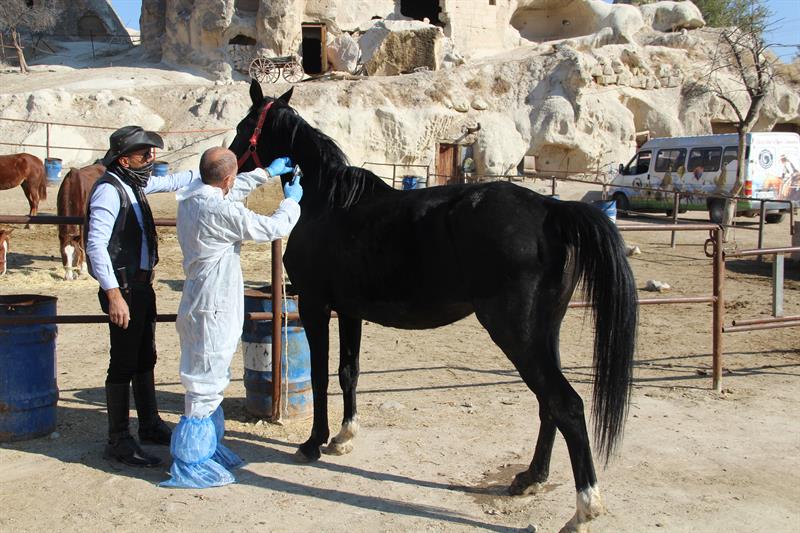İlk defa mikroçip takılmaya başlandı