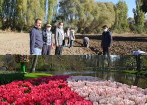 Mustafapaşa’da lale üretimi başladı