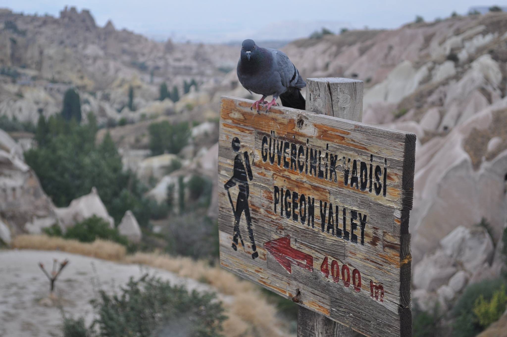 Tabelasından bile ismi anlaşılıyor