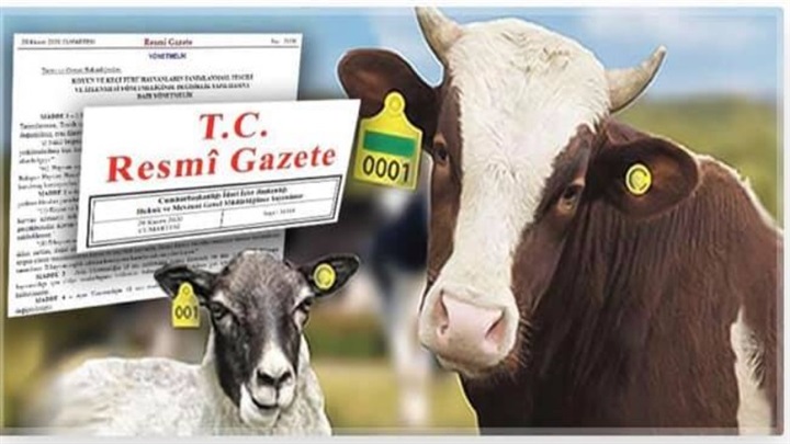 Küpeleme kayıt alma süreleri uzatıldı