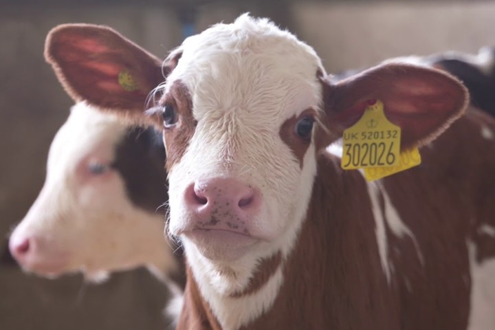 Buzağı desteklemeleri askıda