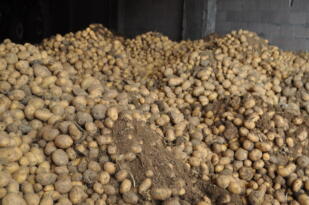 Tekirdağ Belediyesi 250 ton patates alacak