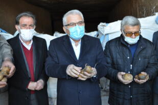 Bölgedeki 500 – 600 bin ton patates 15-20 güne kadar çöpe dökülecek