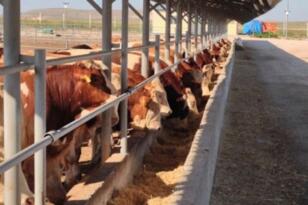 NSB’den besi bildirimi bilgilendirmesi