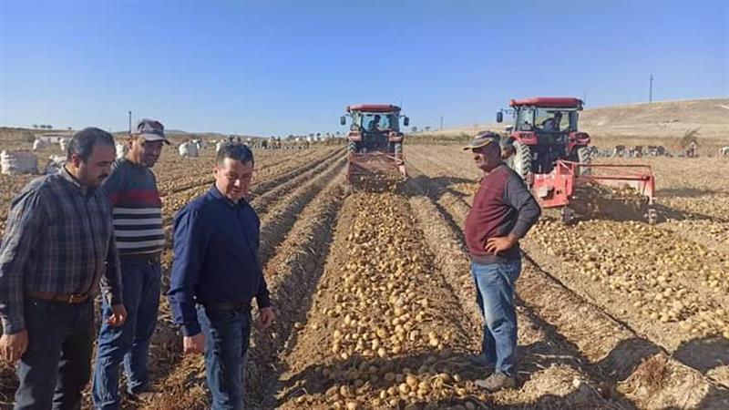 Sarınhıdır’da patates hasadı yapıldı