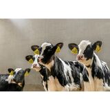 Buzağı ve ineklerde sürdürülebilir performans için doğru besleme programı şart