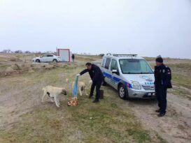 Artık yemekler başı boş hayvanları besliyor