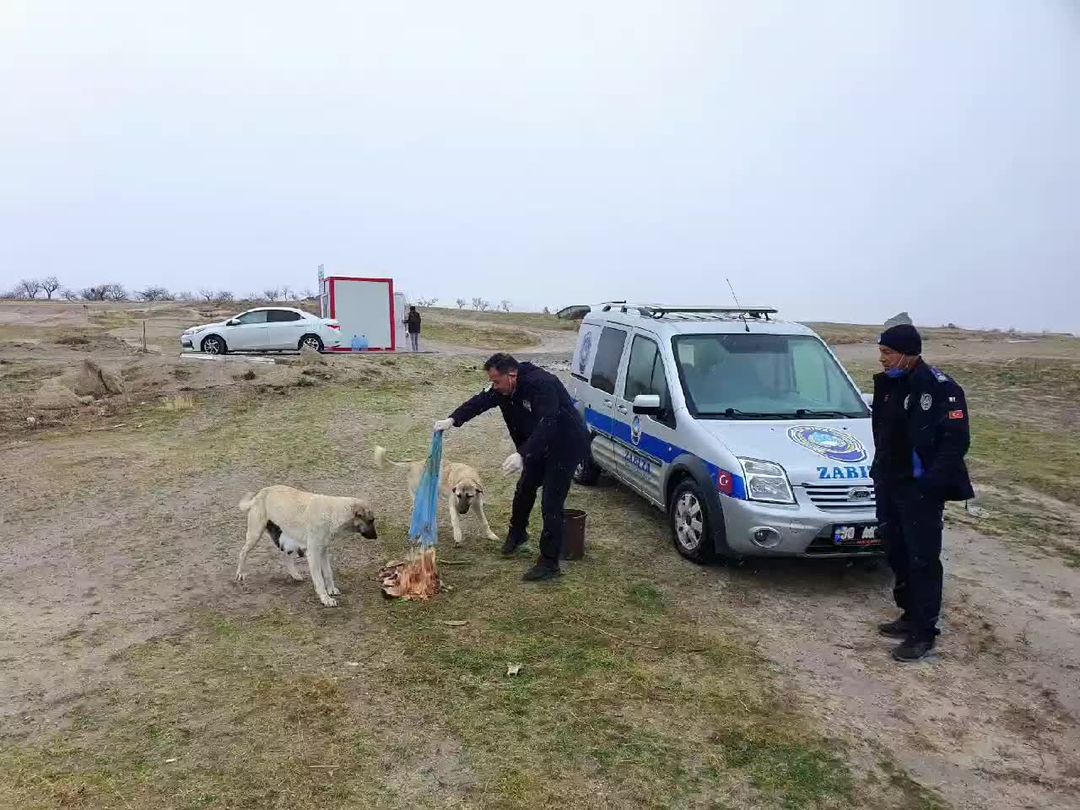 Artık yemekler başı boş hayvanları besliyor