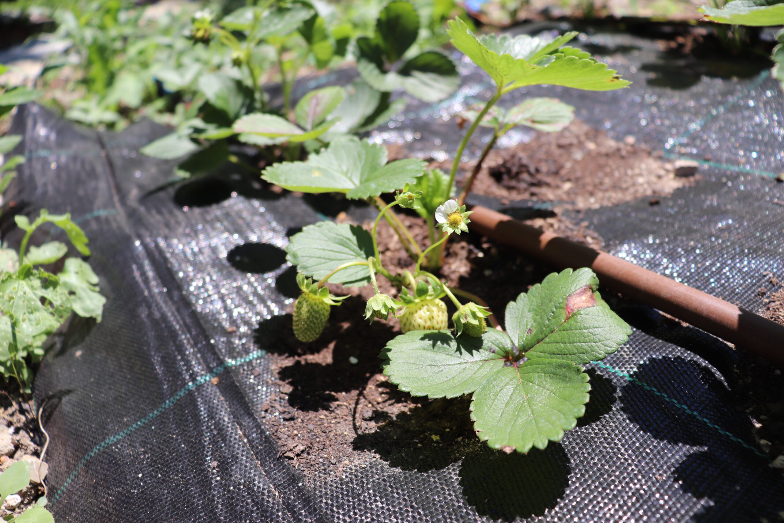 Tekfen Holding’in her yanı iyilikle dolu “Arka Bahçe”sinde umutlar yeşeriyor