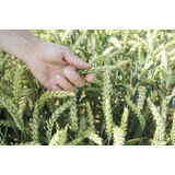 Variano EC 400 Sürdürülebilir Buğday Tarımına Destek Oluyor