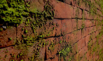 Artstone, Yeni Moss Serisiyle Doğayı Mekanlarınıza Taşıyor