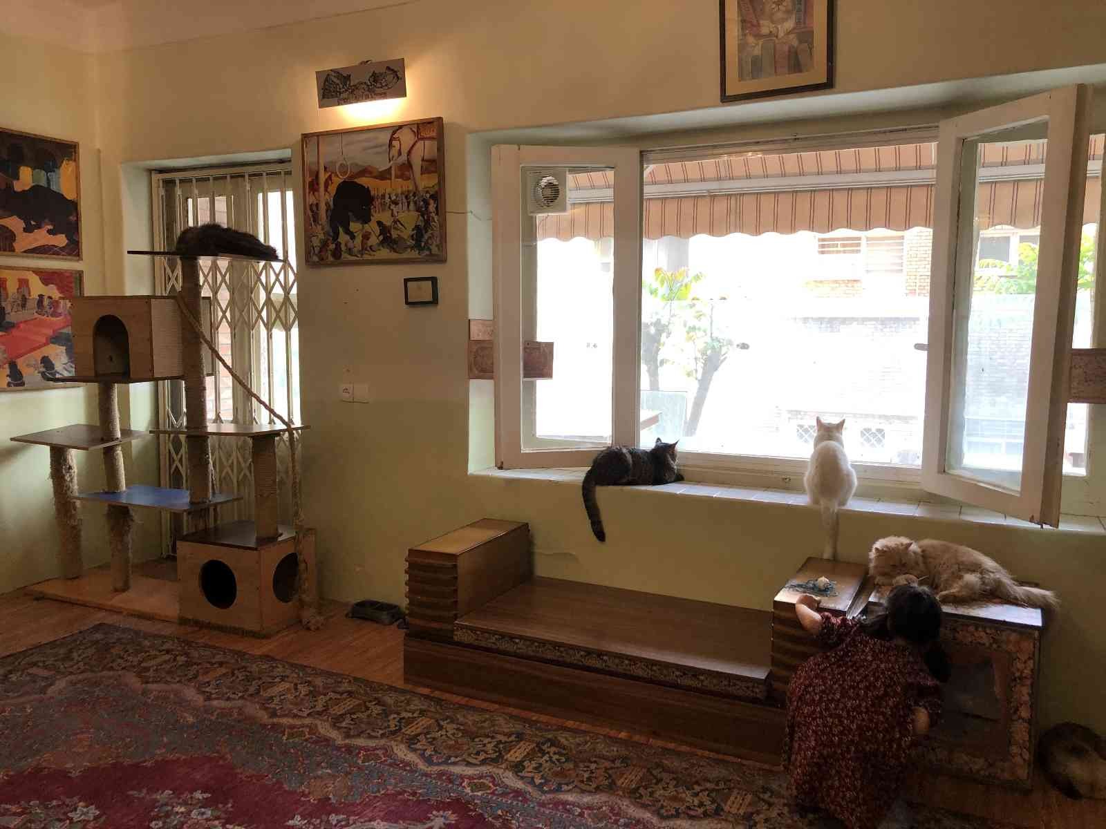 Tahran’da canlı kedi müzesi büyük ilgi görüyor