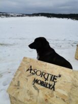 Asortie Mobilya Depremden Etkilenen Hayvanlar İçin Kolları Sıvadı