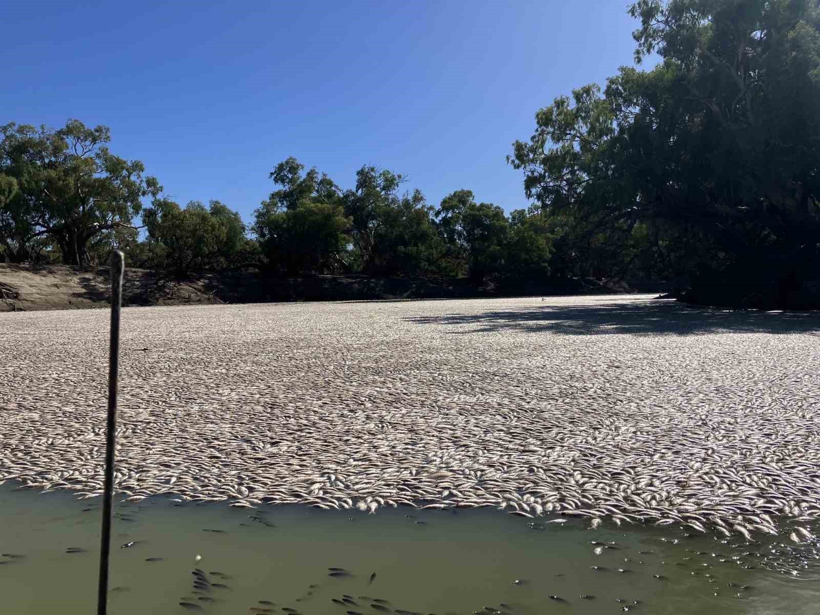 Avustralya’daki Darling Nehri’nde yüz binlerce ölü balık bulundu