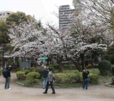 Japonya’da kiraz çiçekleri açtı, halk parklara akın etti