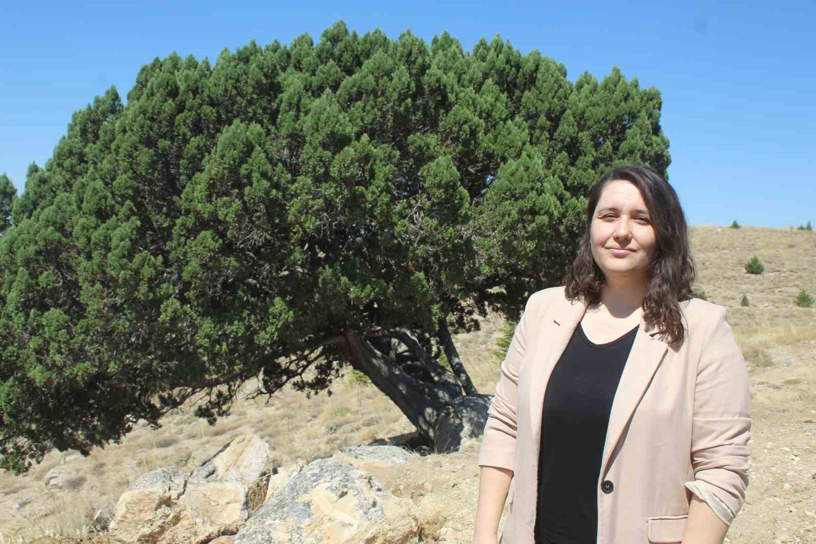 700 yaşındaki ağaç tescillendi