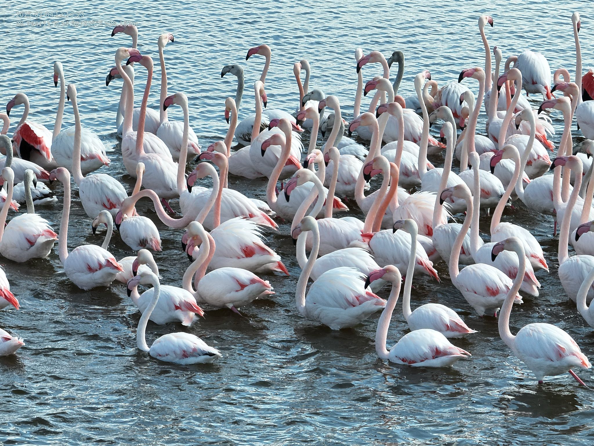 Kızılırmak’ta Flamingo Zarafeti: Nevşehir Jandarması Doğayı Koruyor