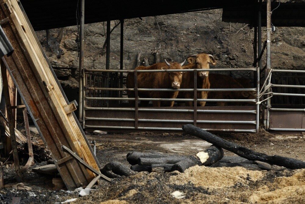 Güney Kore’de 8 gündür süren orman yangınları kontrol altına alındı