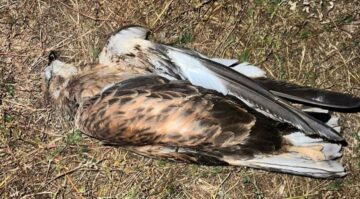 Paşalı Köyü’nde Elektrik Kesintisinin Nedeni Şaşırttı: Şahin Akıma Kapıldı