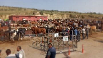 Nevşehir Hayvan Pazarı, Şap Hastalığı Riski Nedeniyle Geçici Olarak Kapatıldı