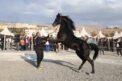 **Kapadokya’da At Sevgisiyle Buluşma: At ve Atçılık Kültürü Festivali Coşkuyla Başladı**
