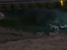 Köpekle tilkinin oyunu görenleri güldürdü