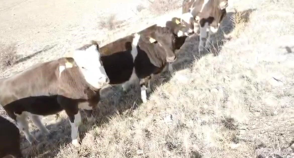 Firar eden inekleri jandarma ekipleri buldu