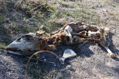 Nevşehir’de boş araziye atılmış 8 buzağı kadavrası bulundu
