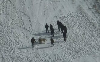 Avanos’ta Köpek Dövüşü Engellendi: Organizasyon Yapanlara Yasal İşlem