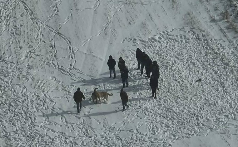 Avanos’ta Köpek Dövüşü Engellendi: Organizasyon Yapanlara Yasal İşlem