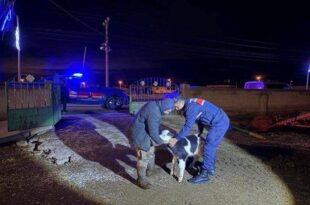 Nevşehir’de Büyükbaş Hayvan Hırsızlığına Jandarmadan Darbe: 5 Tutuklama