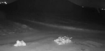 Aç kalan kurtlar köye indi