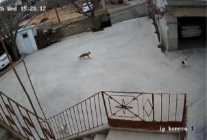 Nevşehir’de aç kalan tilki tavuklara saldırdı