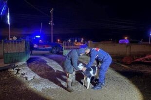 Nevşehir’de büyükbaş hayvan hırsızları jandarmadan kaçamadı