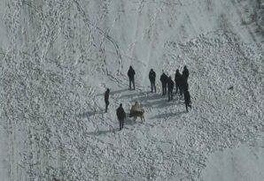 Nevşehir’de köpek dövüşüne jandarma baskını