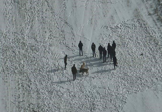 Nevşehir’de köpek dövüşüne jandarma baskını