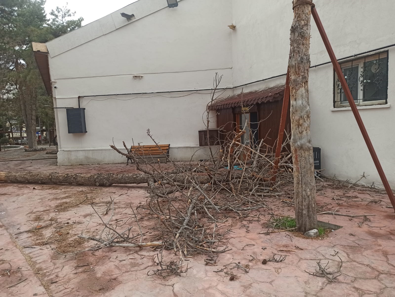 Nevşehir de kuvvetli rüzgarda ağaçlar devrildi.