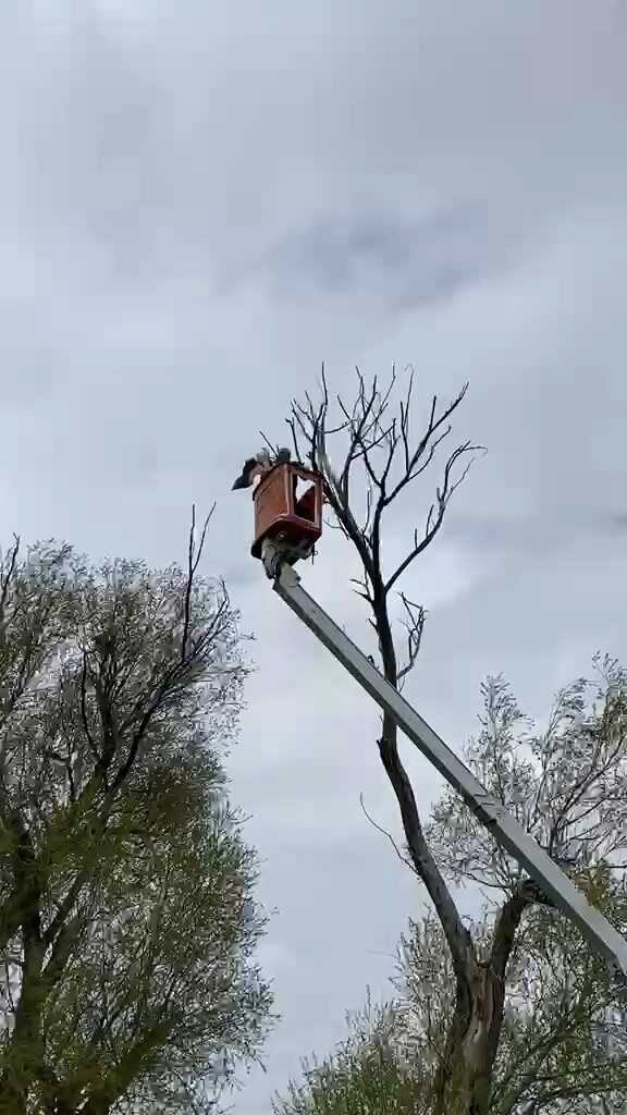 Ağaçta asılı kalan leylek kurtarıldı