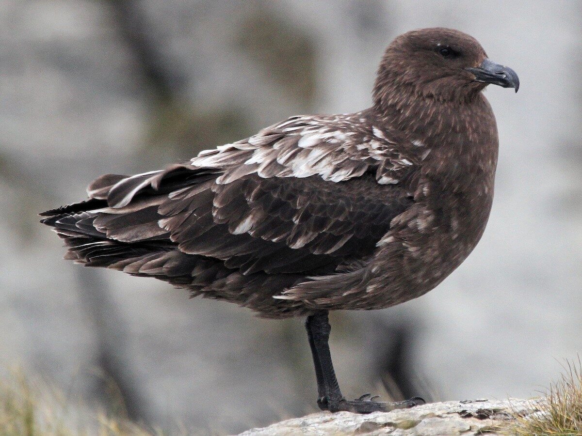 Avustralya ana karasında ilk H5N1 kuş gribi vakası şüphesi
