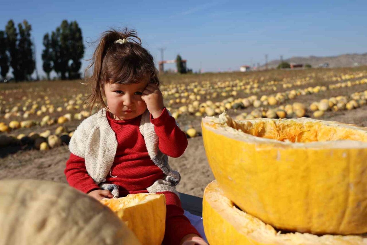 Nevşehir’de çerezlik kabak çekirdeği hasadı yapıldı